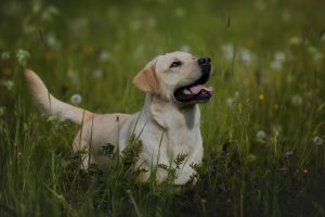 Labrador dog outdoors