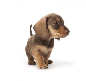 Wire-haired dachshund puppy on white background with space for text