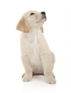 Curious puppy against white background