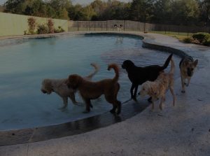 Dogs of different breeds playing in the home garden near the pool