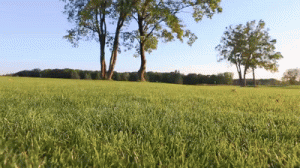 dog playing on grass_gif